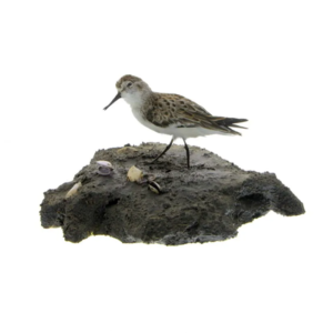 Bird Habitat Artifact Museum 360 Example